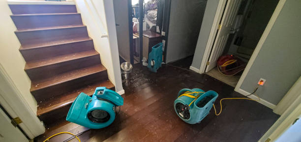 Best Local water damage restoration  in Andalusia, IL
