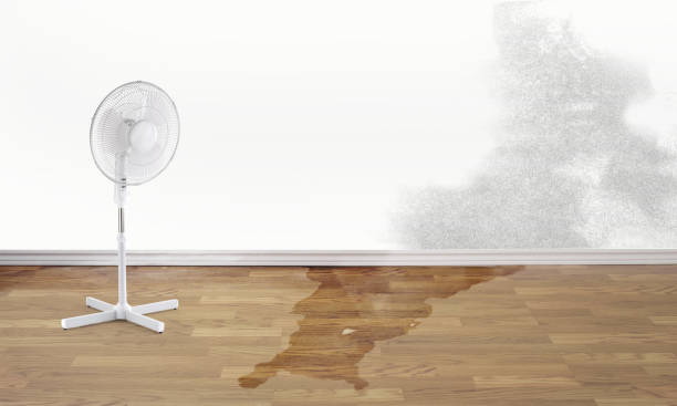 Best Professional water damage repair  in Andalusia, IL